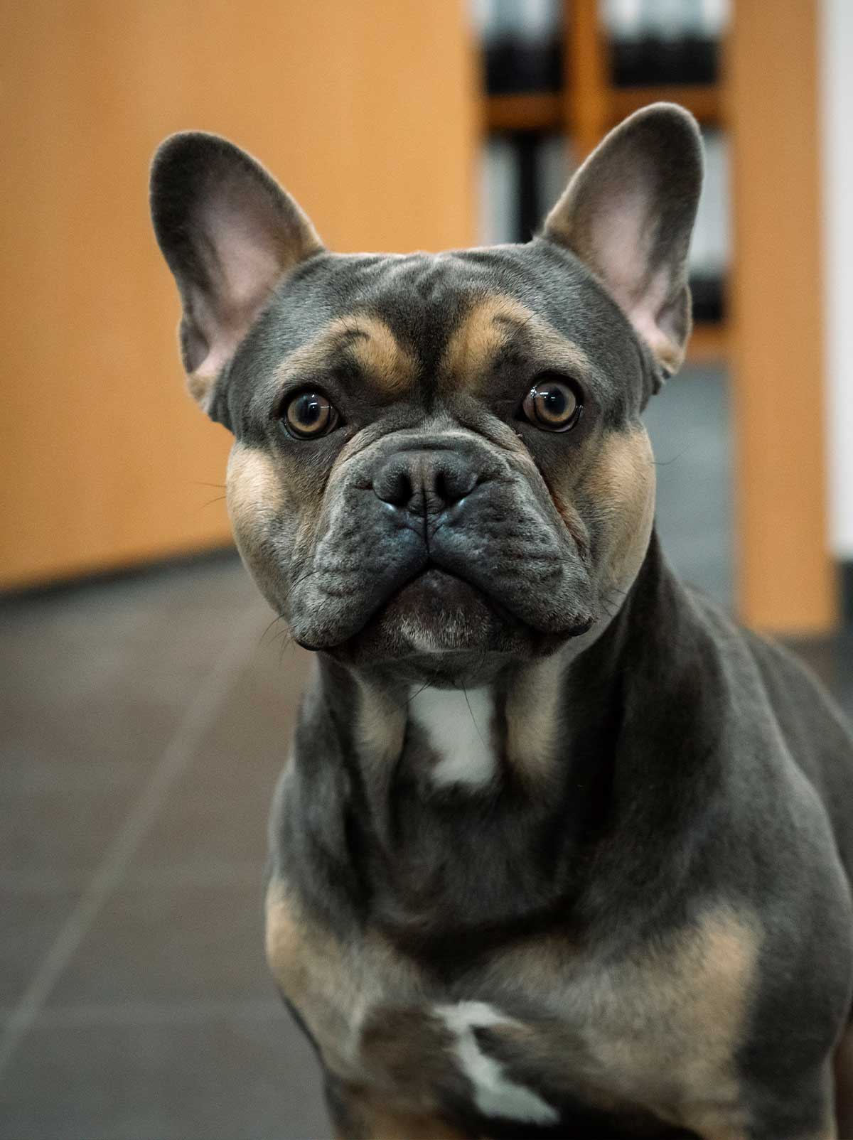 Bürohund der Kinberger Baubetreuungsgesellschaft mbh